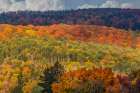 USA-Vermont-Peacham Autumn forest landscape Art Print